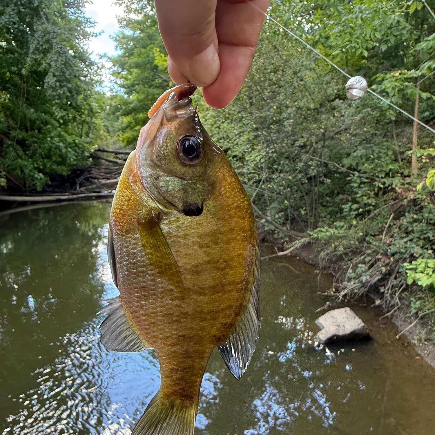 Bluegill caught on Fishbrain