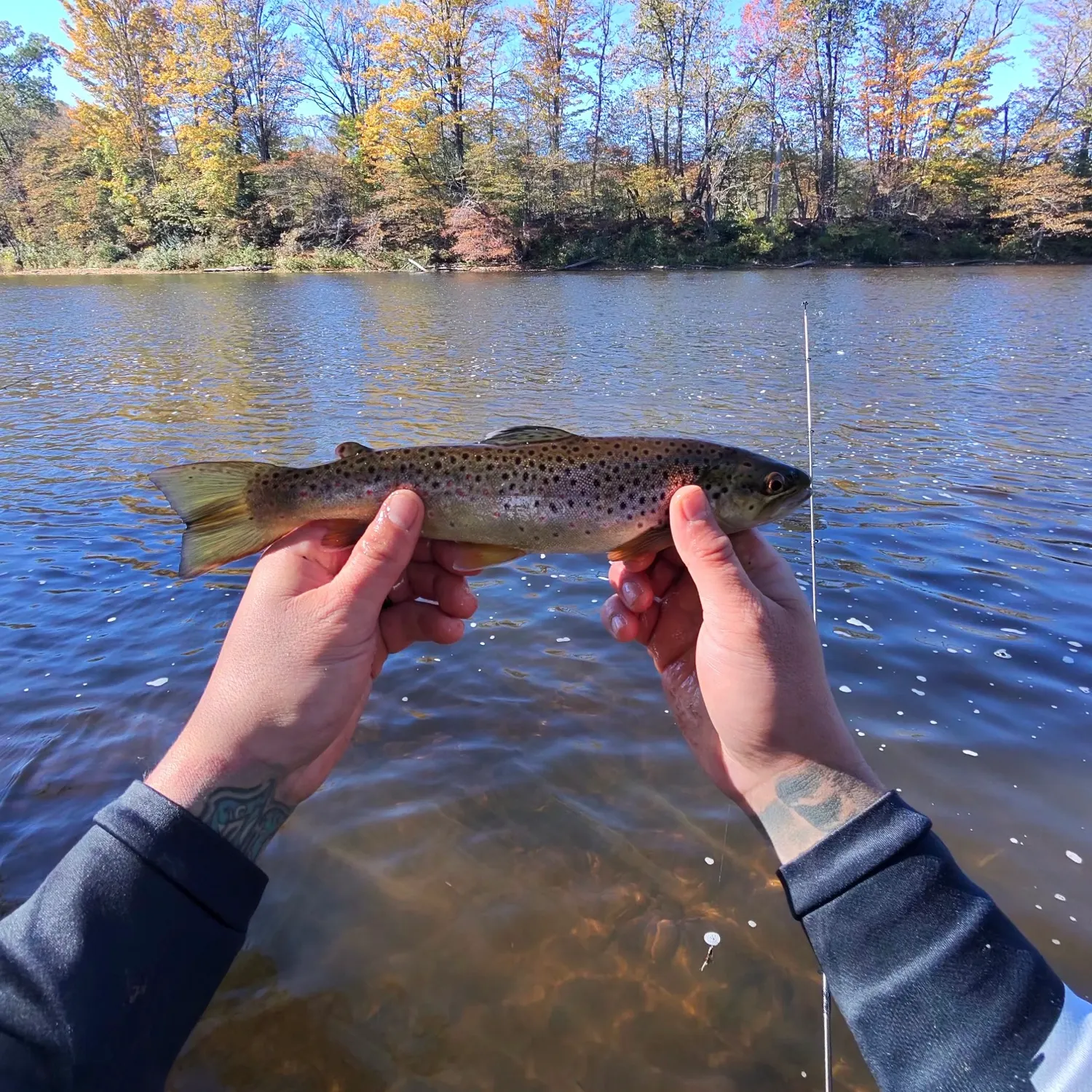Brown trout caught on Fishbrain