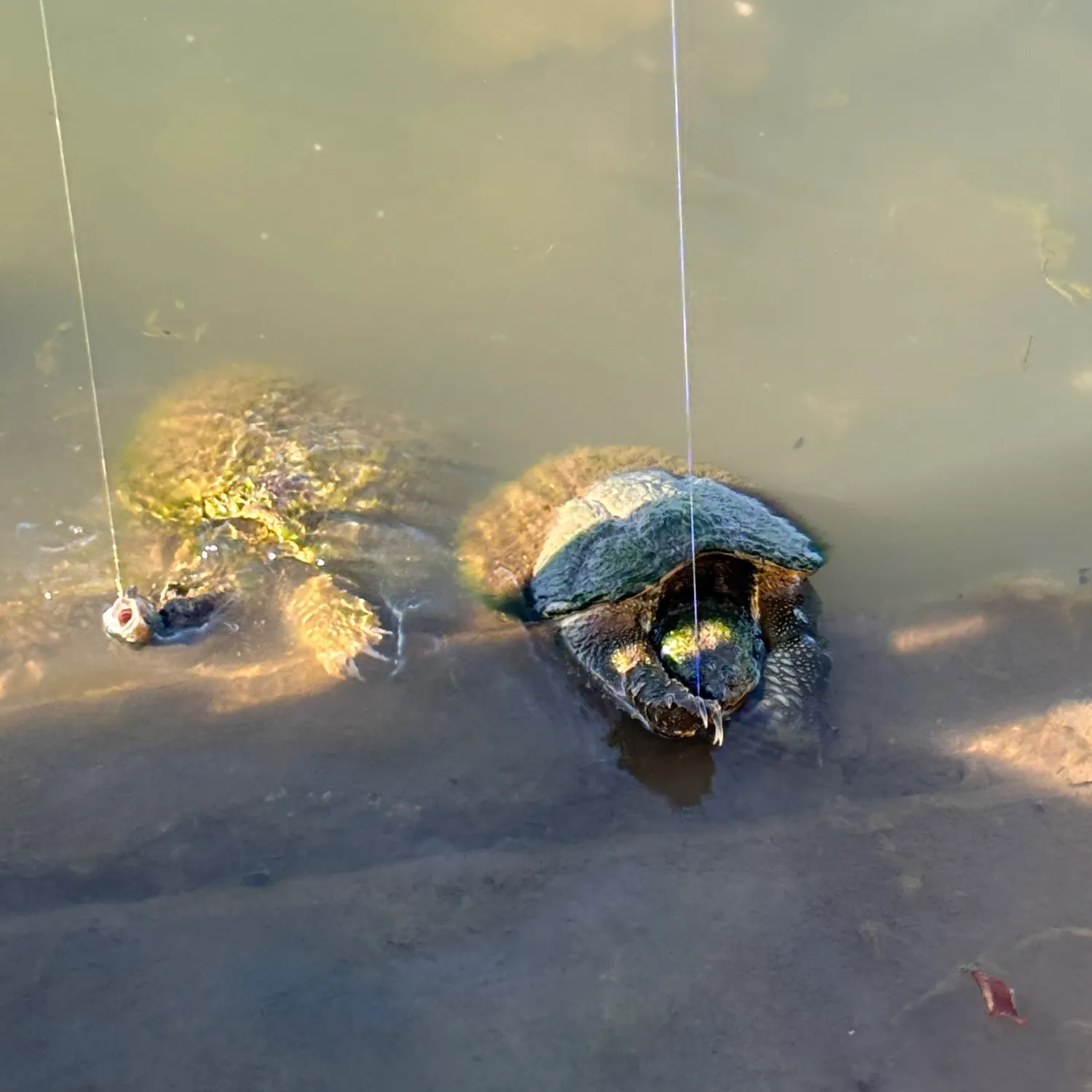 The most recent Common snapping turtle catches on Fishbrain