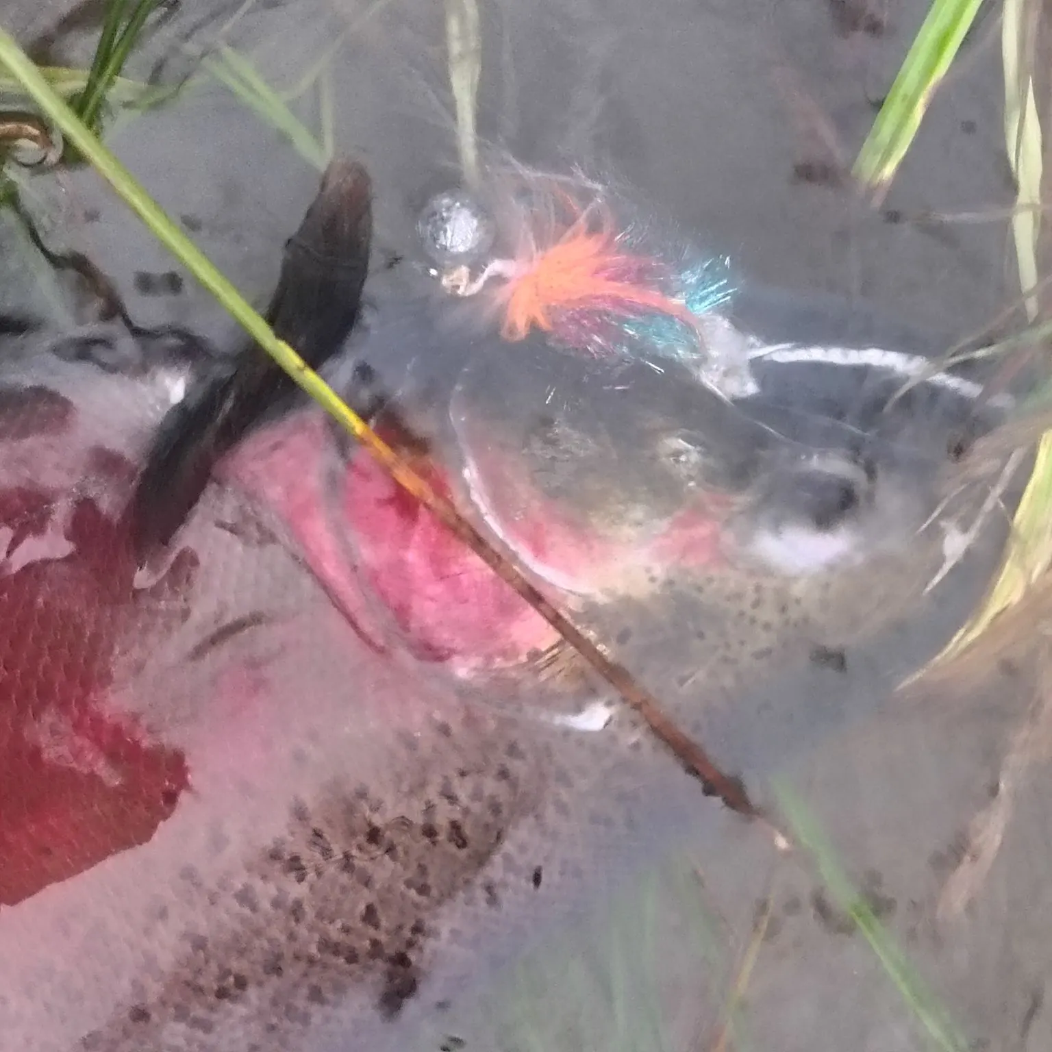 The most recent Coho salmon catches on Fishbrain