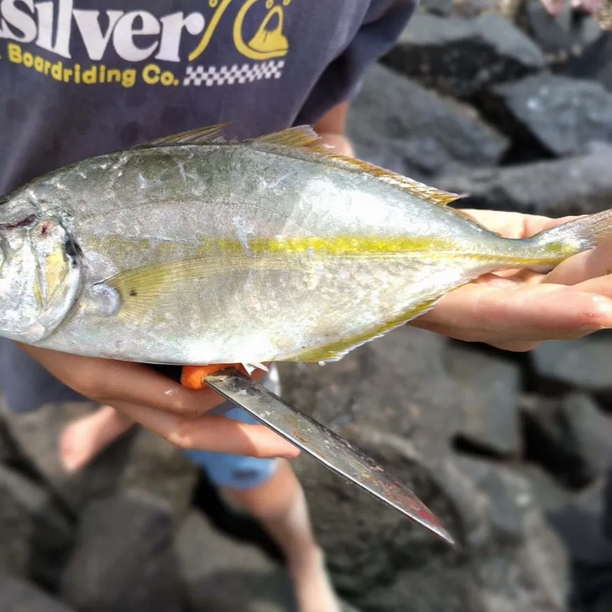 The most recent Golden trevally catches on Fishbrain