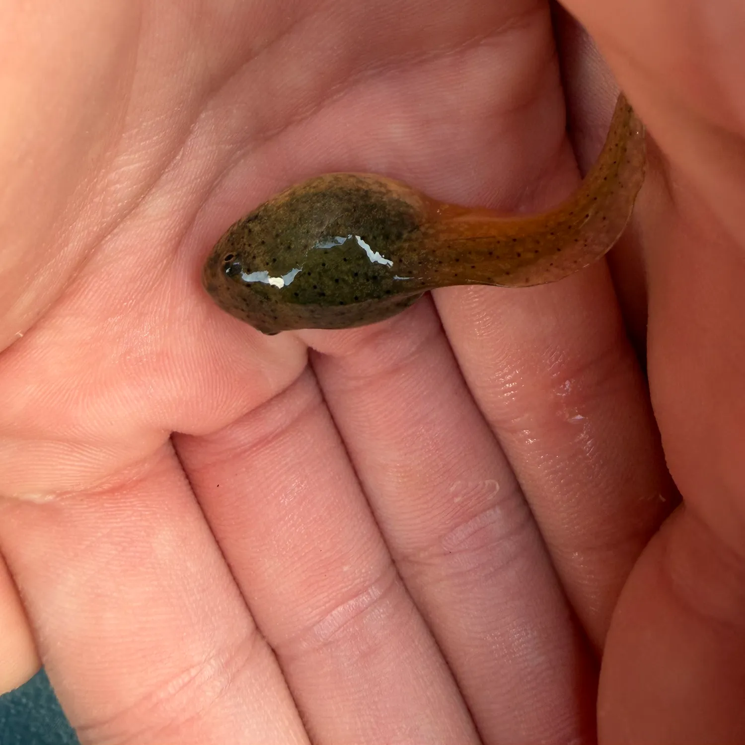 Fish caught on Fishbrain