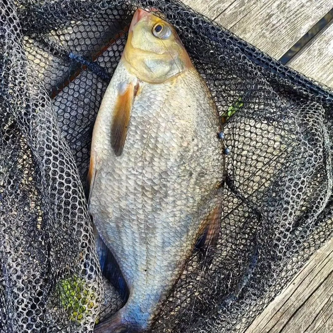 The most recent White bream catches on Fishbrain