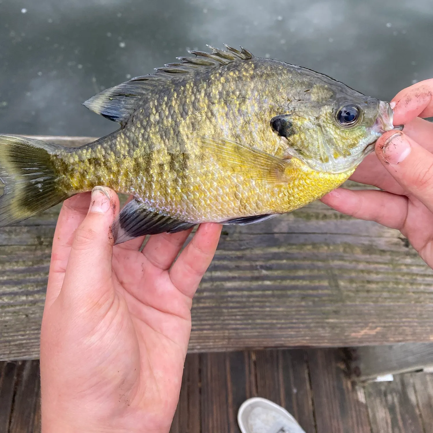 Bluegill caught on Fishbrain