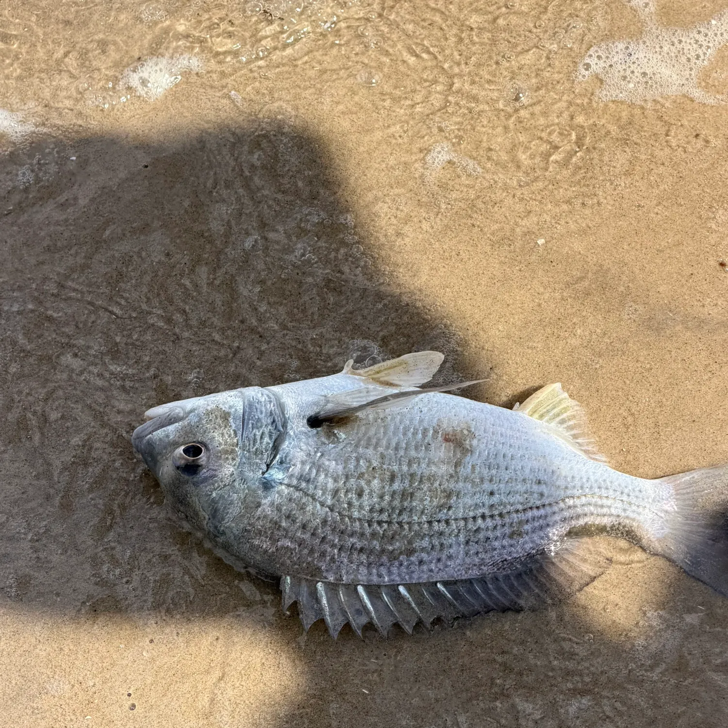 Surf bream caught on Fishbrain