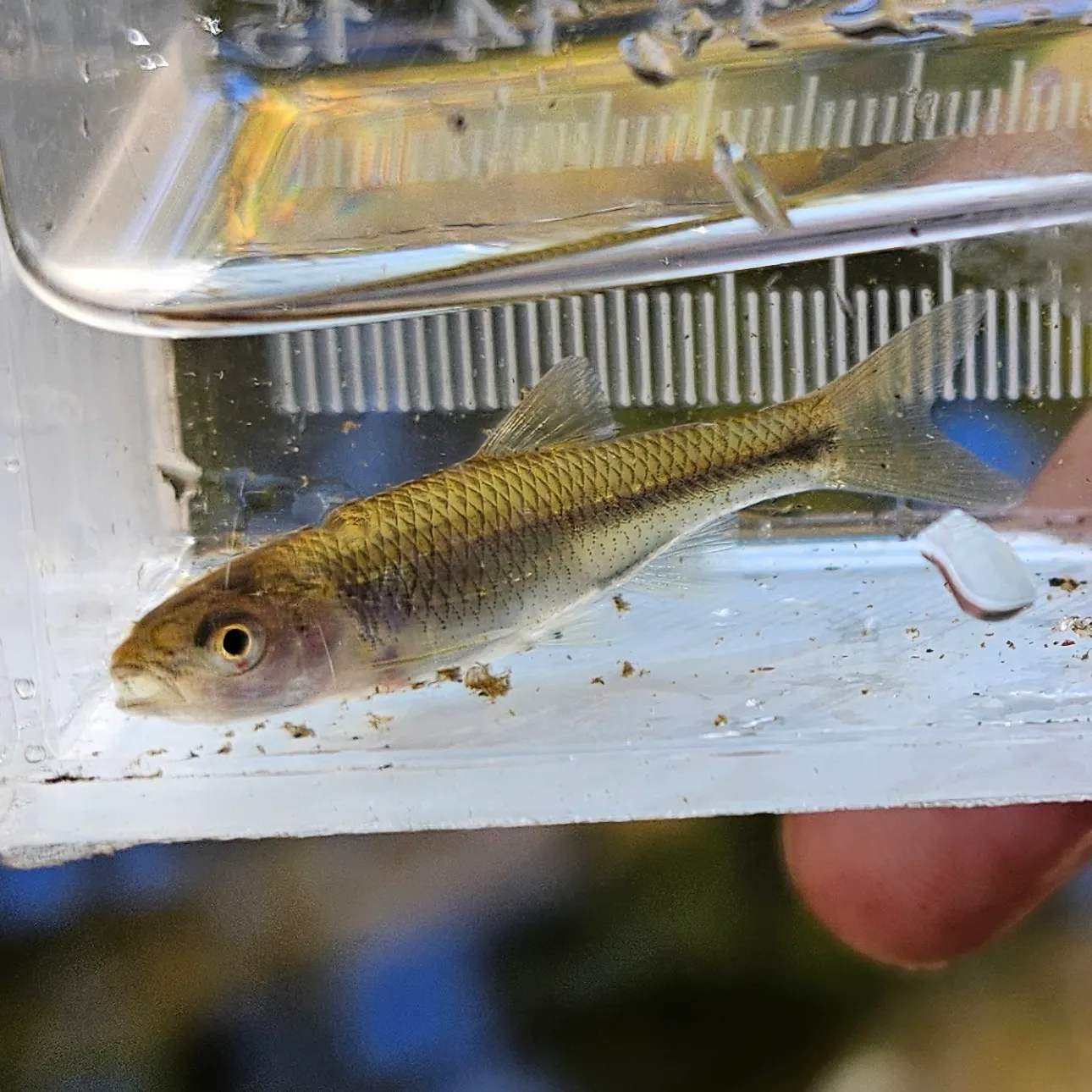 The most recent Mimic shiner catches on Fishbrain