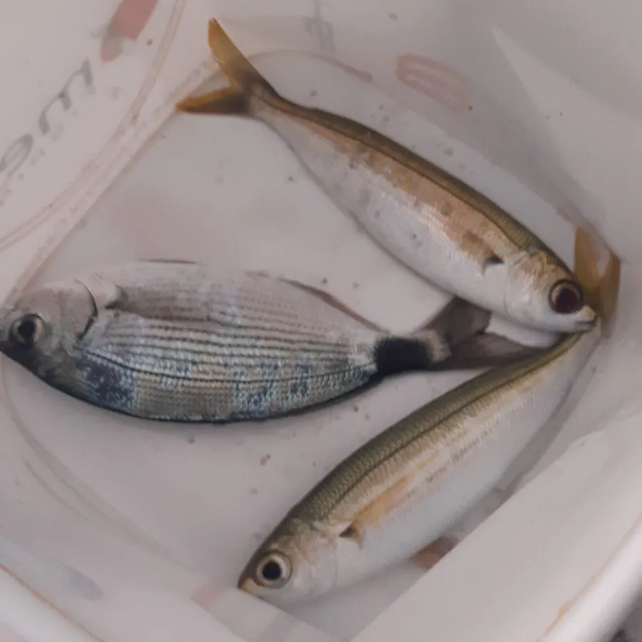 The most recent Bogue catches on Fishbrain