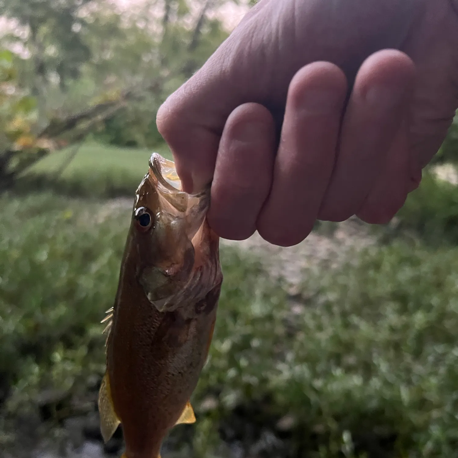 Smallmouth bass caught on Fishbrain
