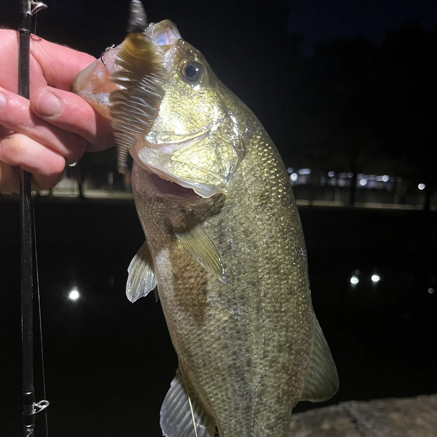 Largemouth bass caught on Fishbrain