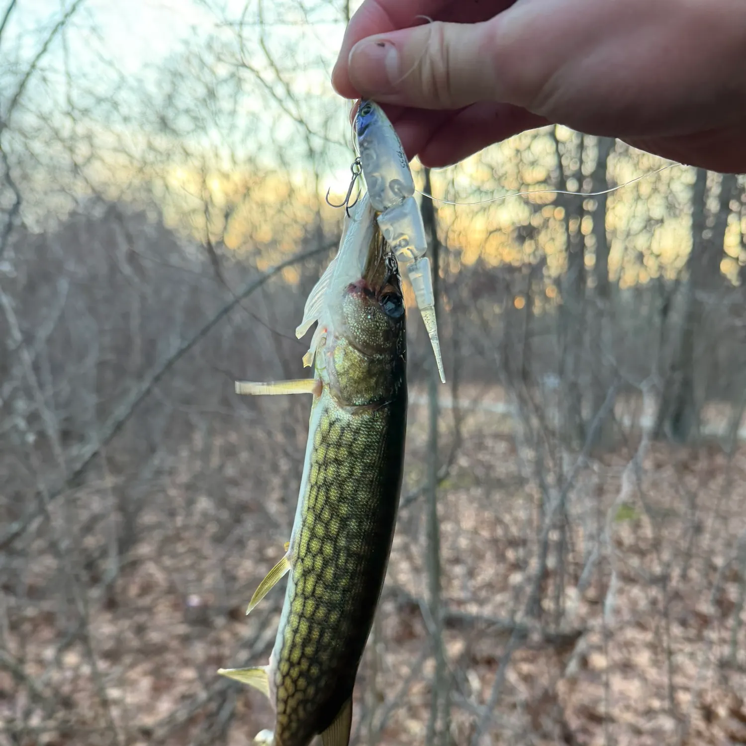 The most recent Chain pickerel catches on Fishbrain