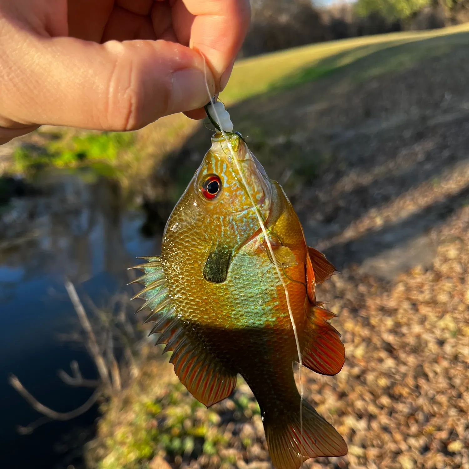 The most recent Plains longear sunfish catches on Fishbrain