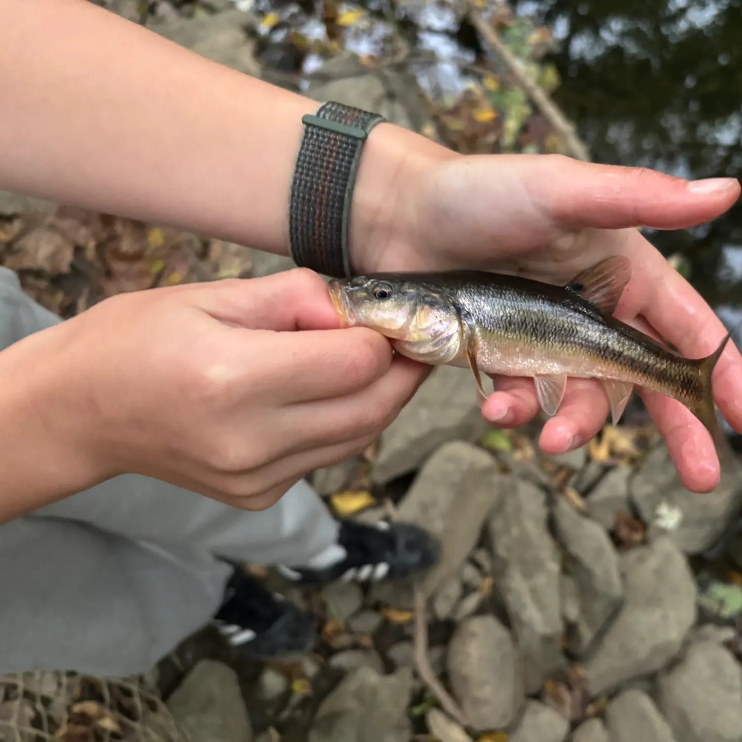 Creek chub caught on Fishbrain