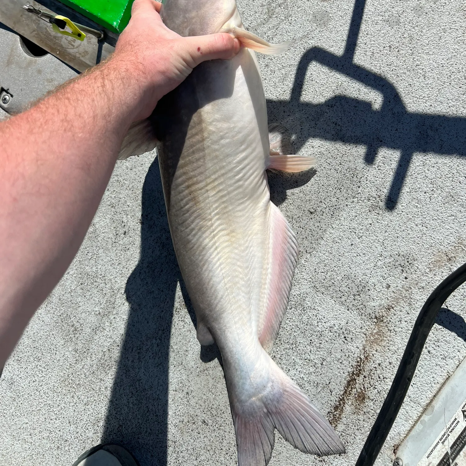 Blue catfish caught on Fishbrain