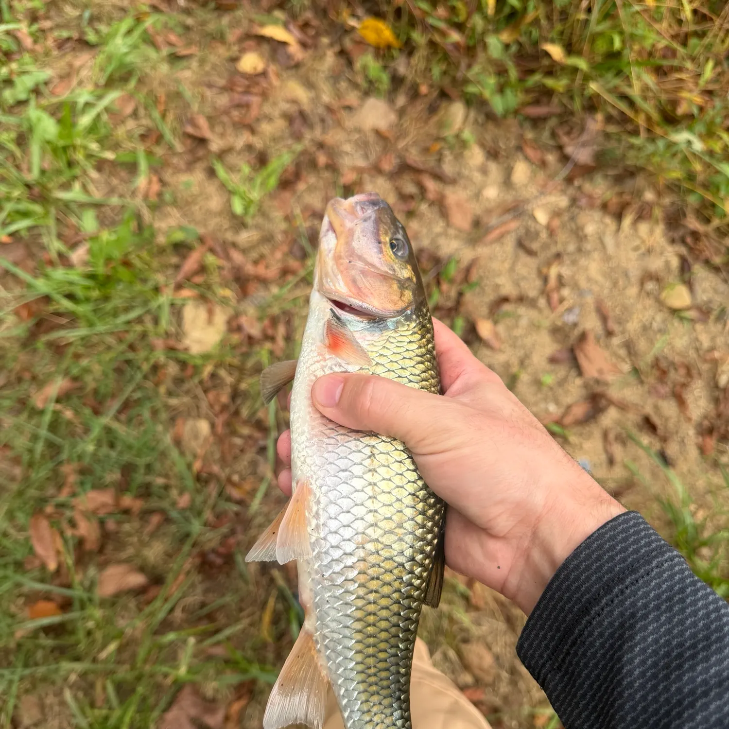 Fallfish caught on Fishbrain
