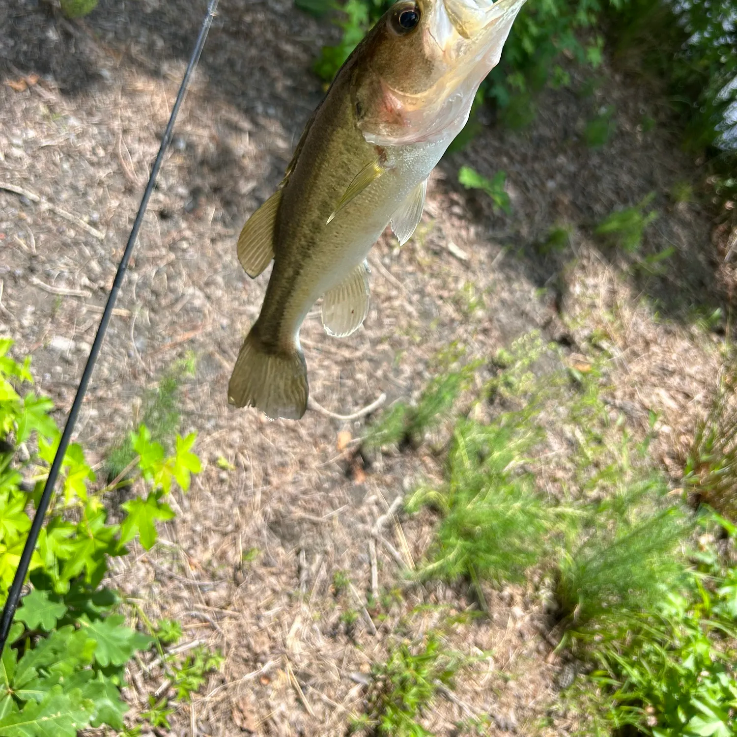 The most recent Alabama bass catches on Fishbrain