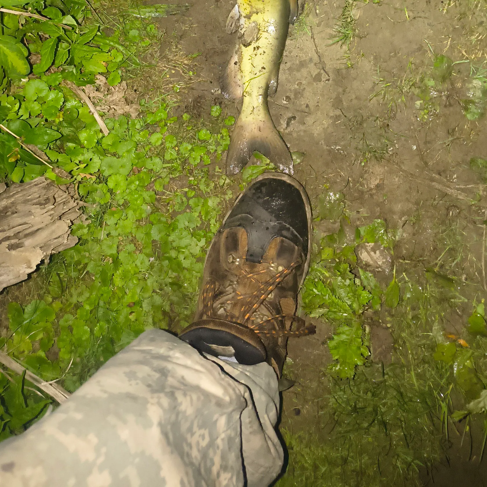 Channel catfish caught on Fishbrain
