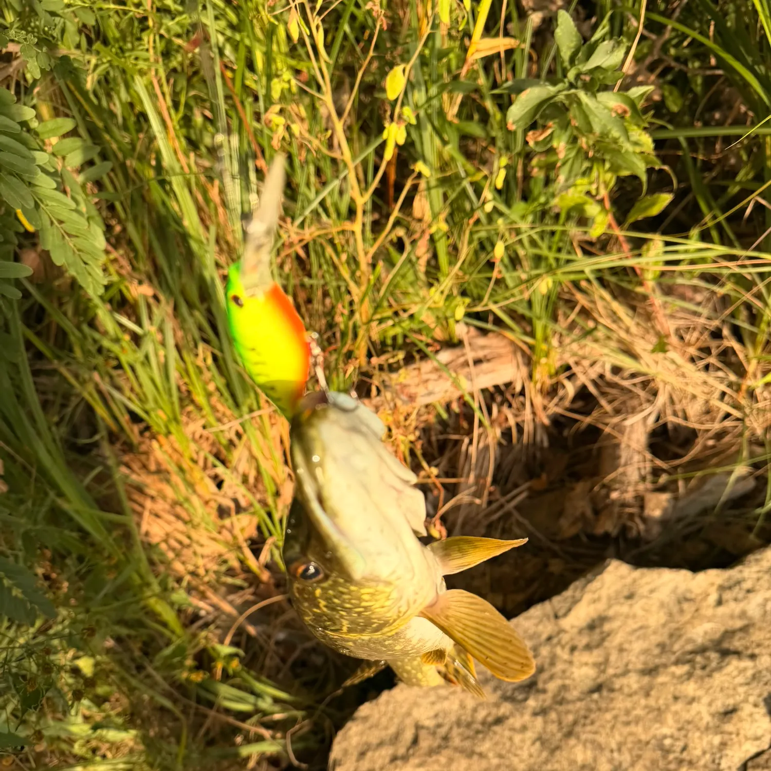 catch