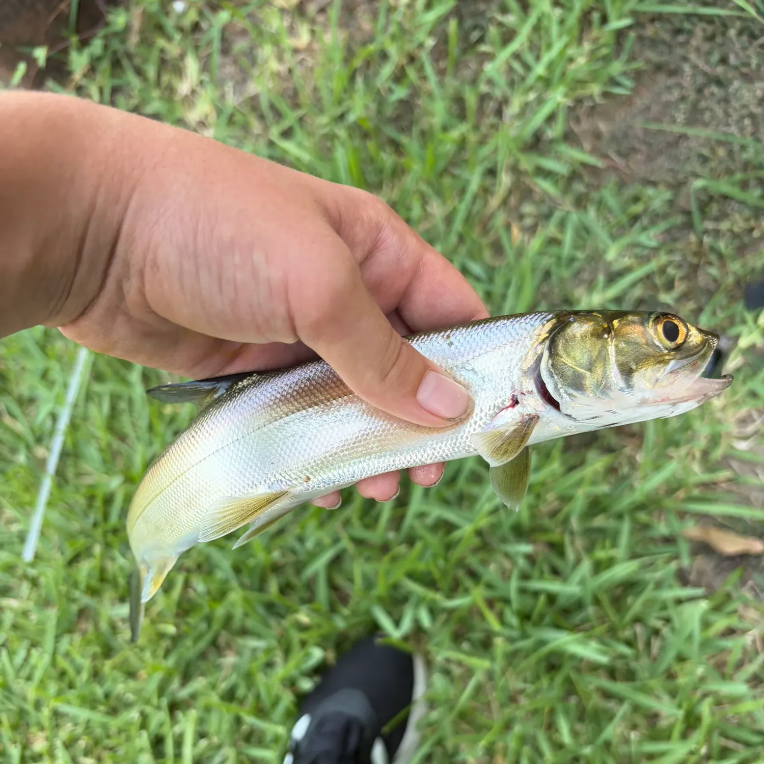 Ladyfish caught on Fishbrain