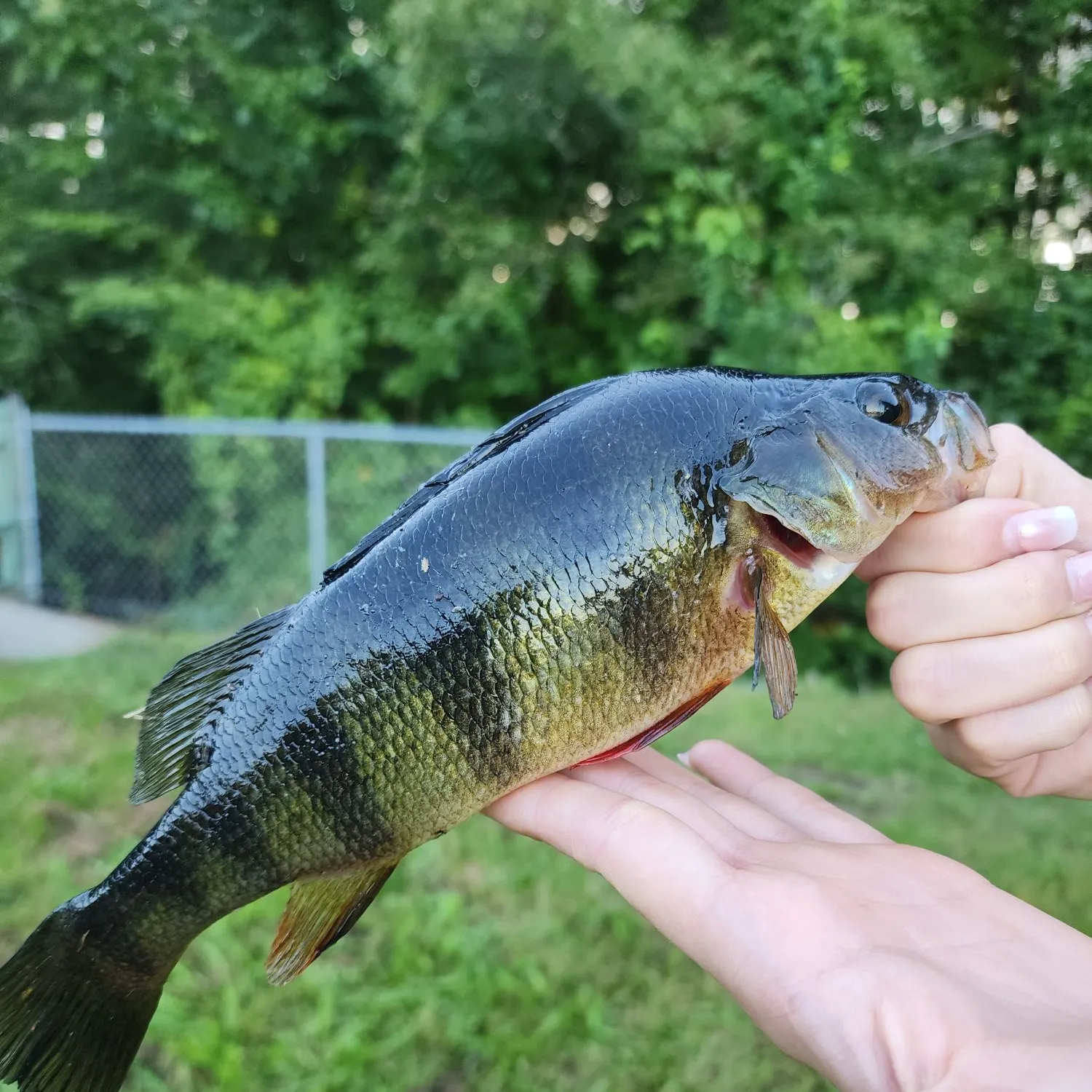 Yellow perch caught on Fishbrain