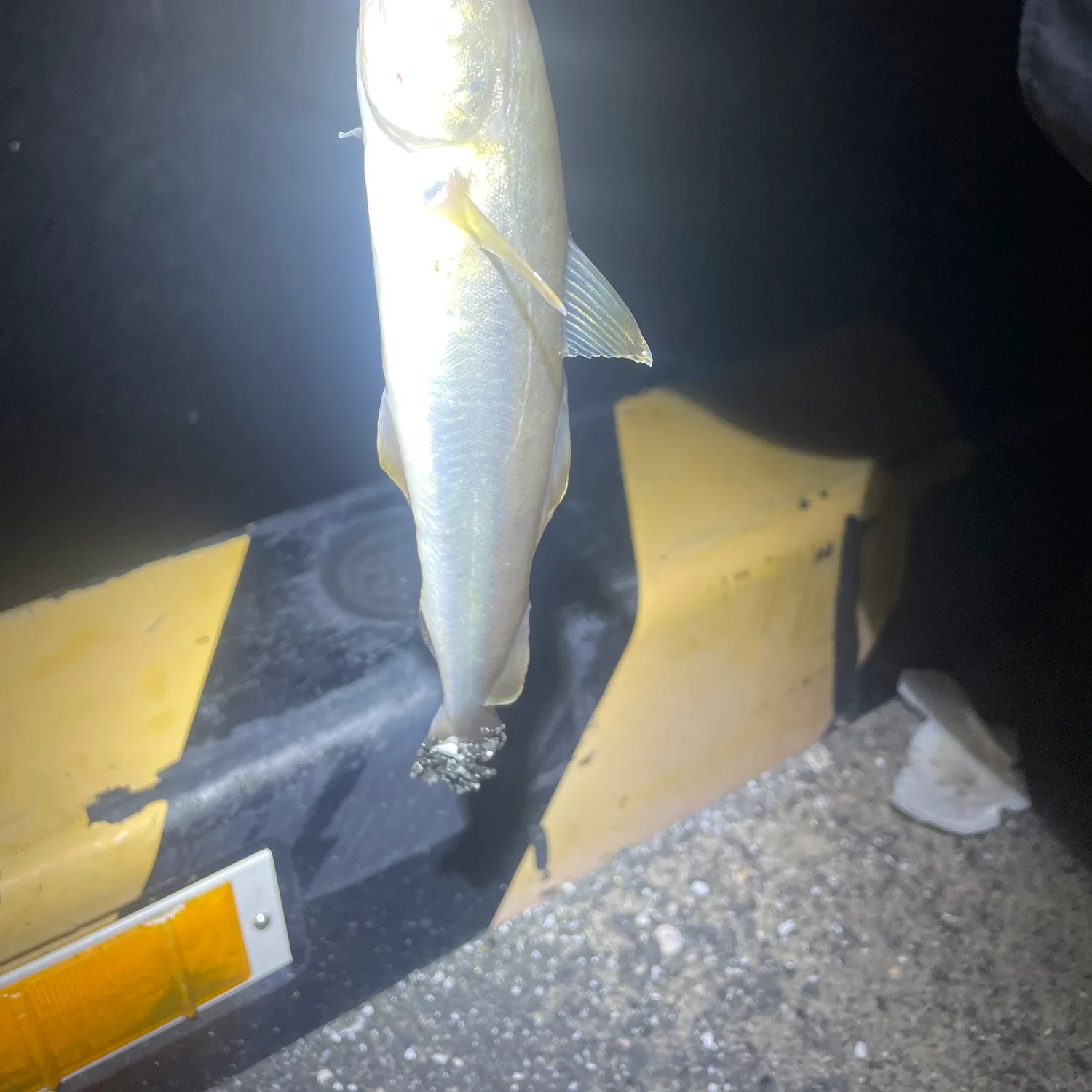The most recent Saffron cod catches on Fishbrain