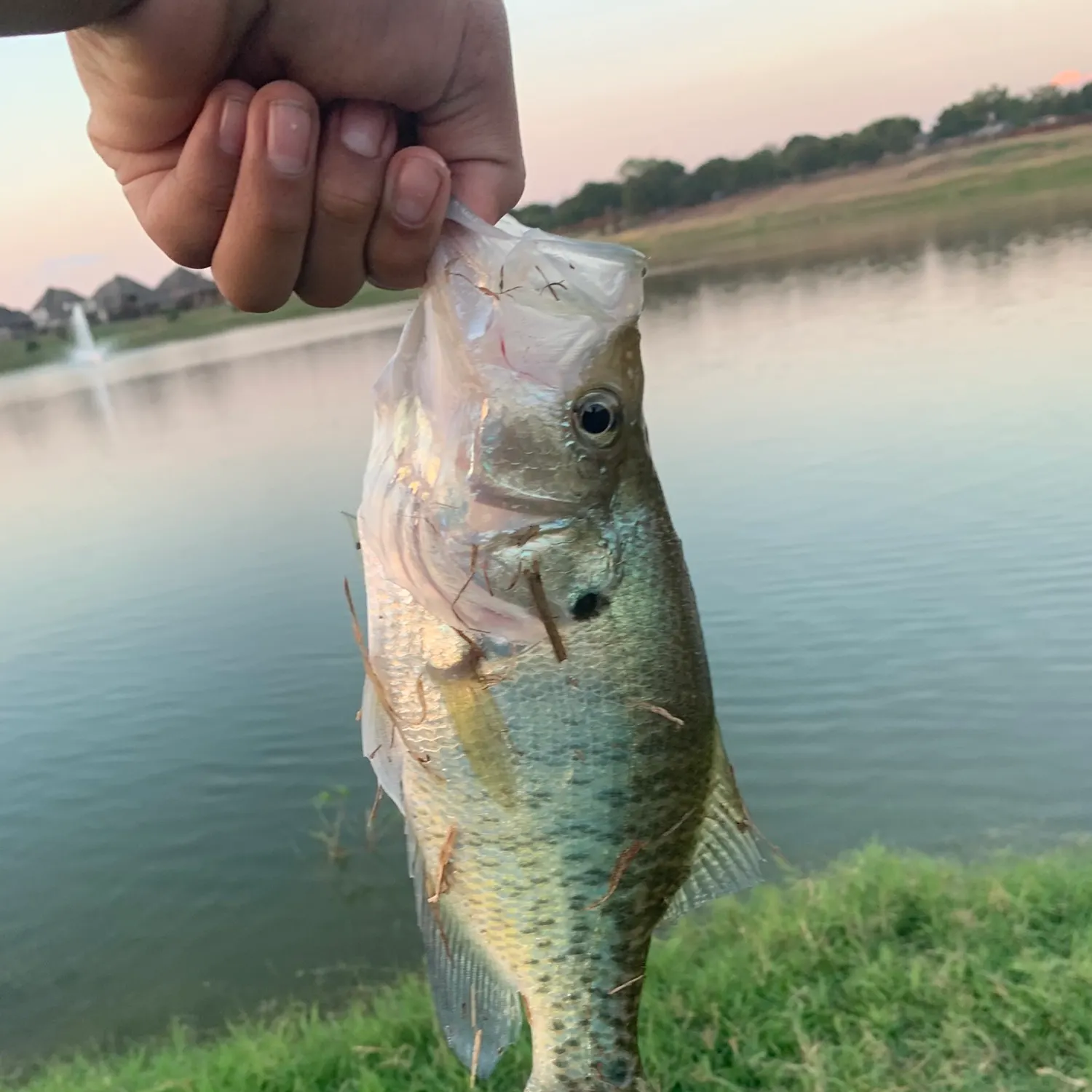 The most recent White crappie catches on Fishbrain