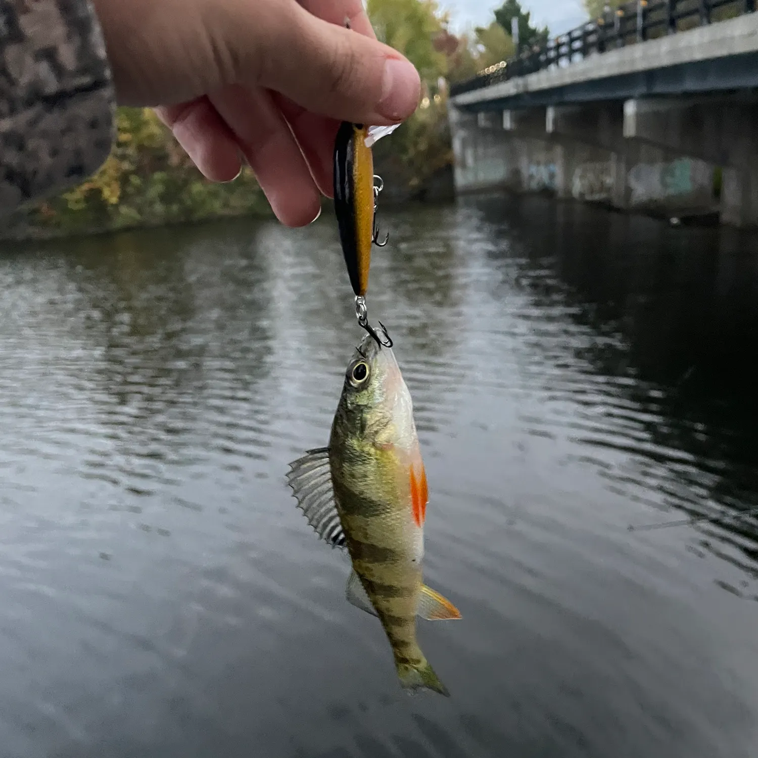 Yellow perch caught on Fishbrain