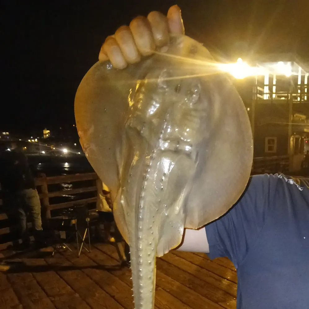 The most recent Thornback ray catches on Fishbrain