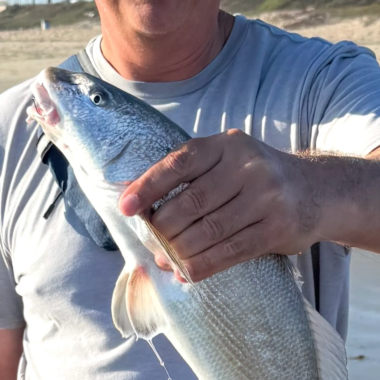 The most recent California corbina catches on Fishbrain