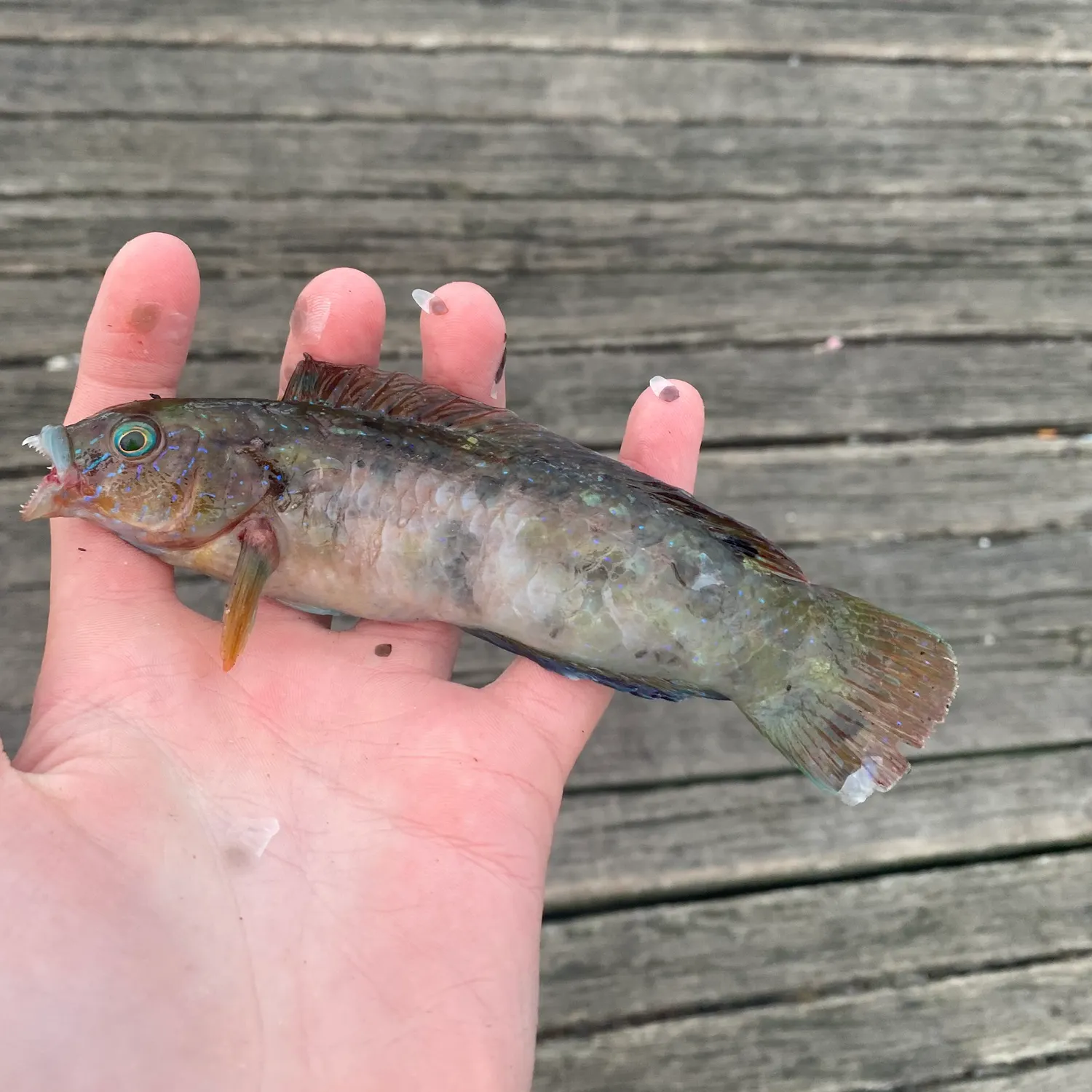The most recent Gunther's wrasse catches on Fishbrain