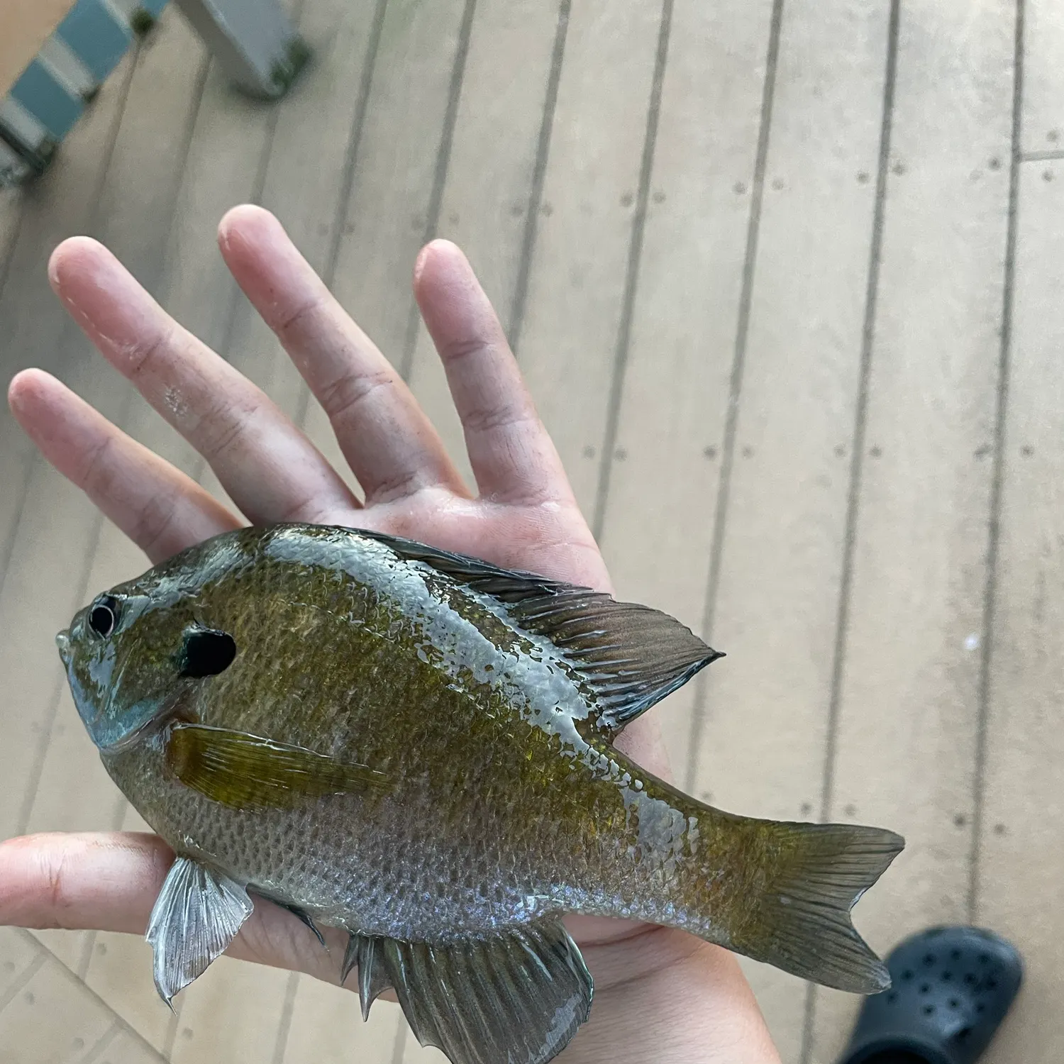 Bluegill caught on Fishbrain