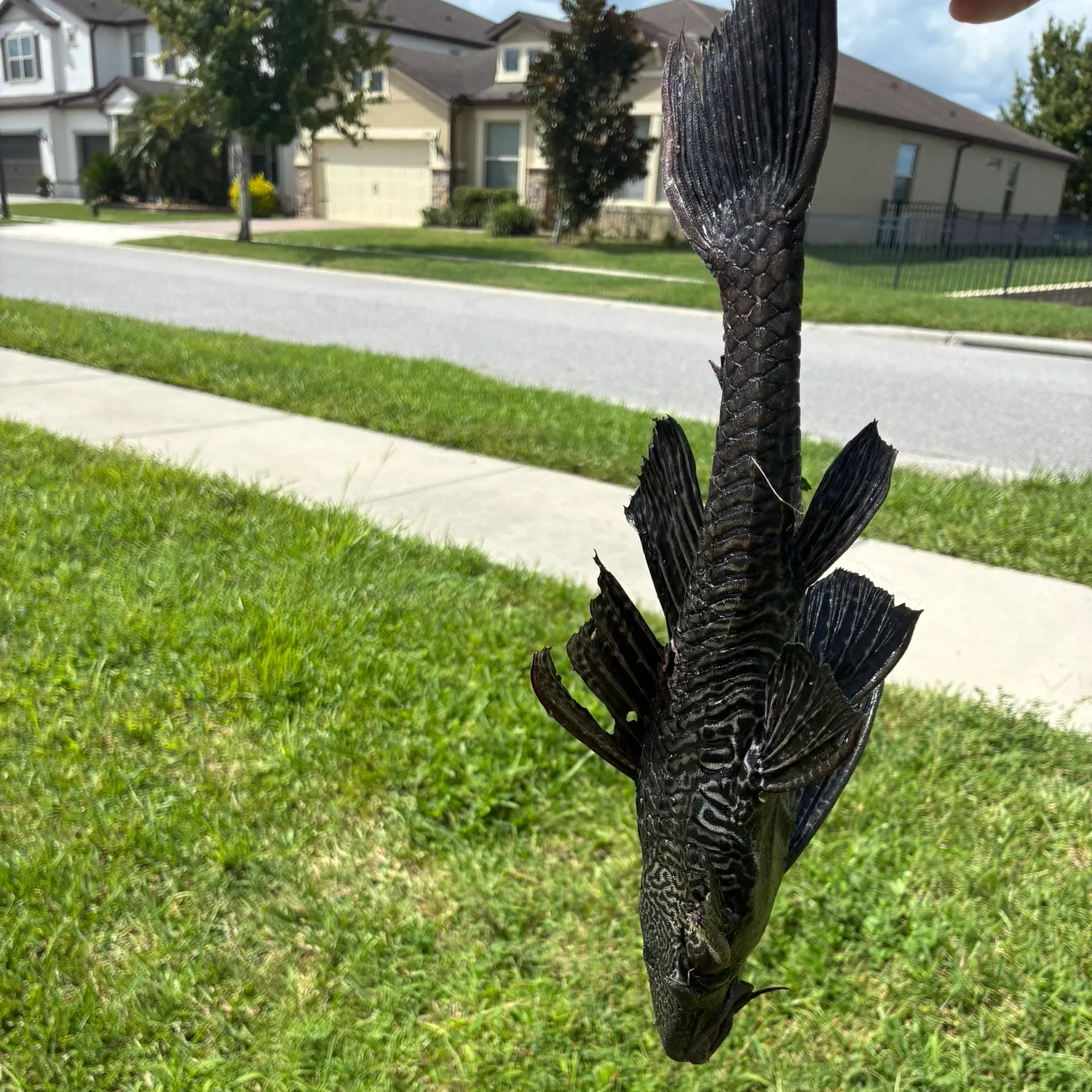 The most recent Suckermouth catfish catches on Fishbrain