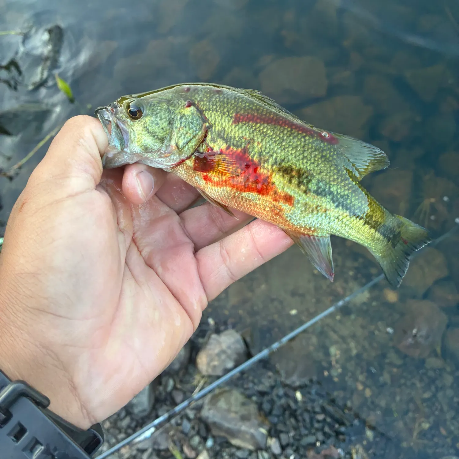 Largemouth bass caught on Fishbrain