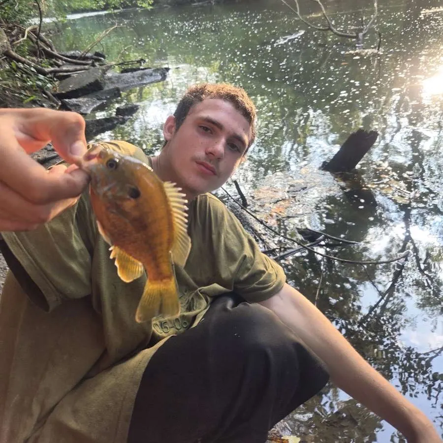 Pumpkinseed caught on Fishbrain