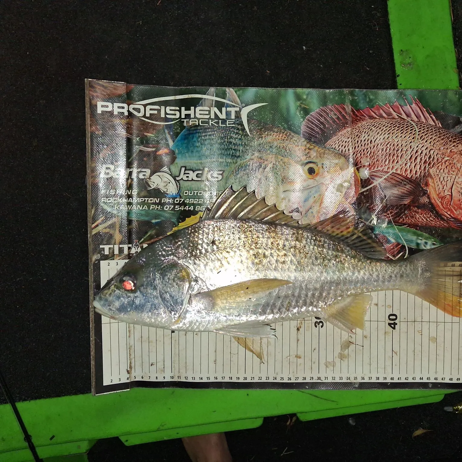 Javelin grunter caught on Fishbrain