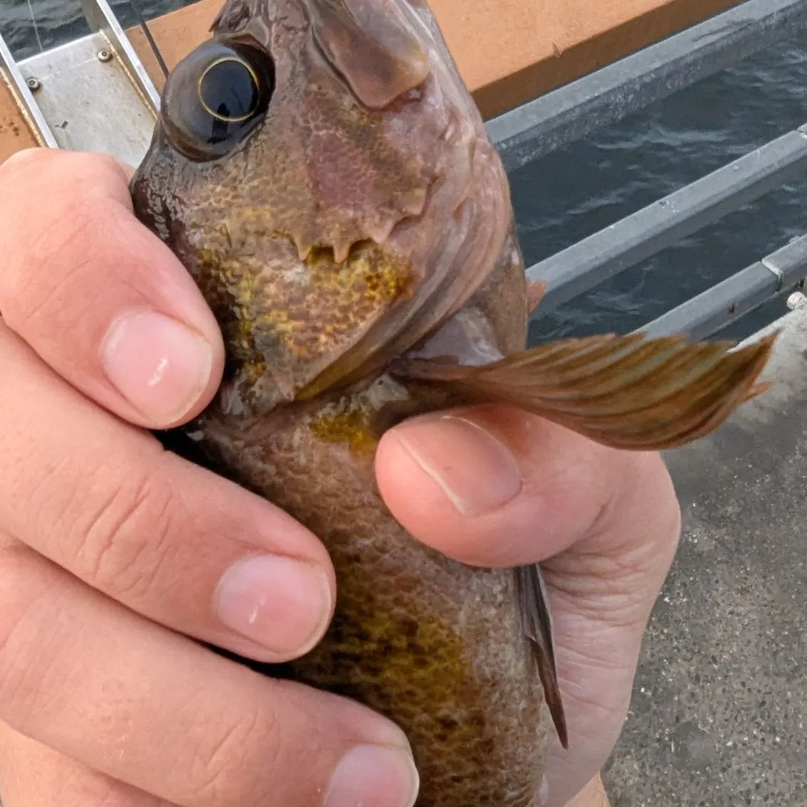 Copper rockfish caught on Fishbrain