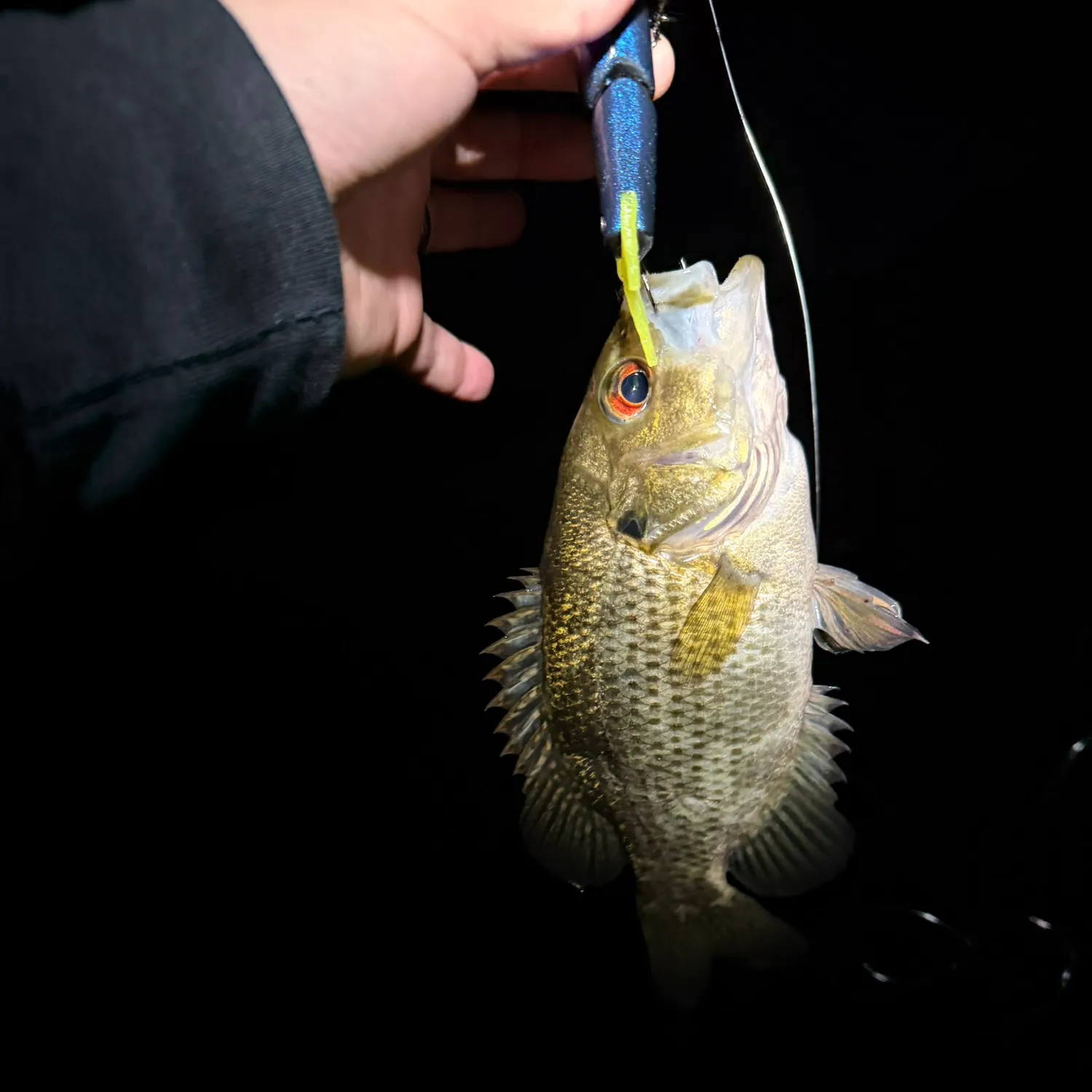 Rock bass caught on Fishbrain