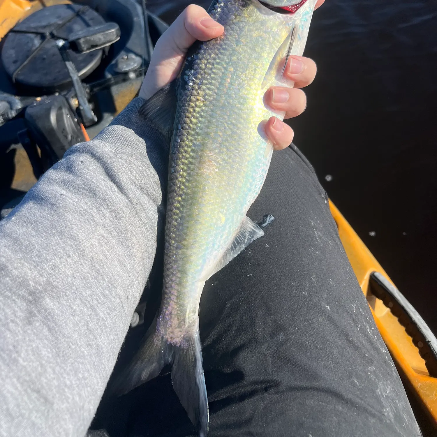 The most recent American shad catches on Fishbrain