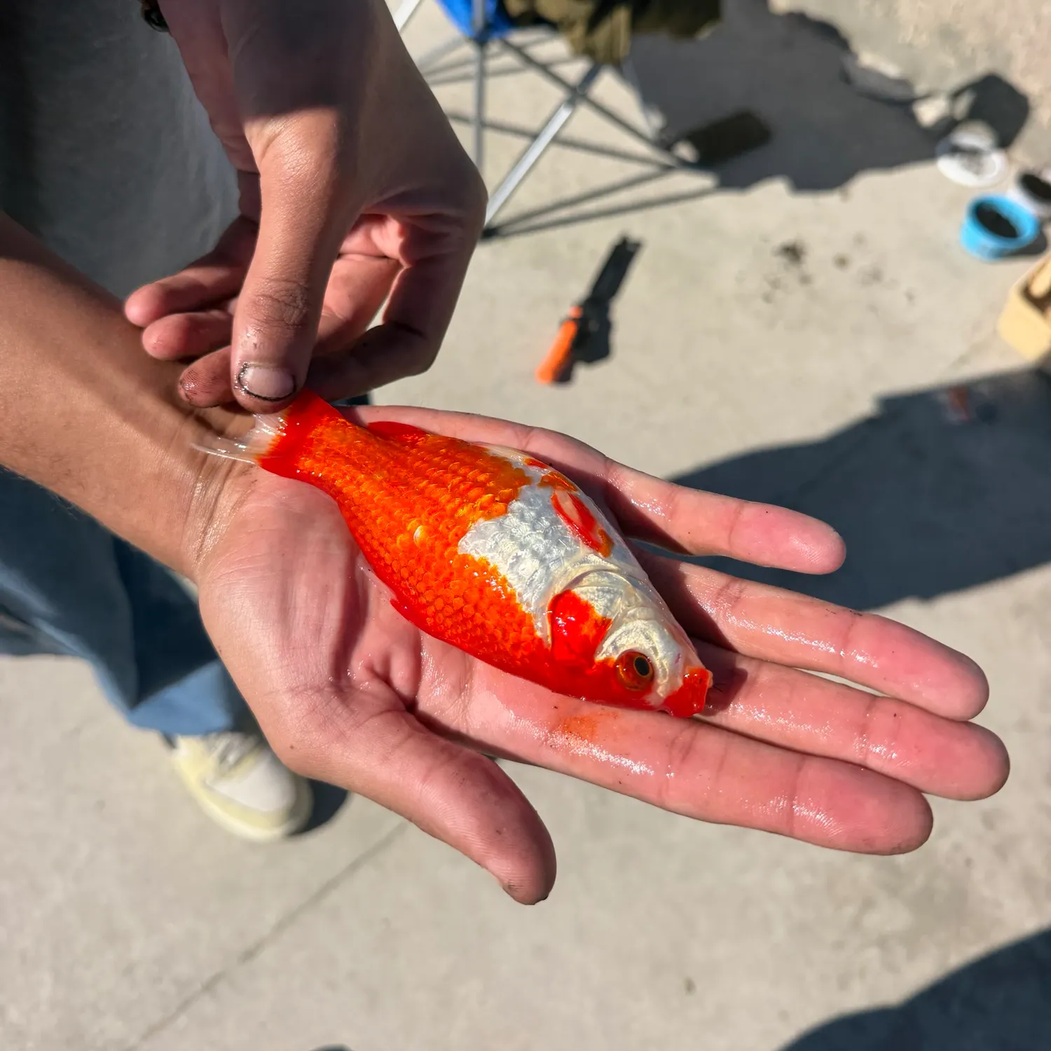The most recent Goldfish catches on Fishbrain