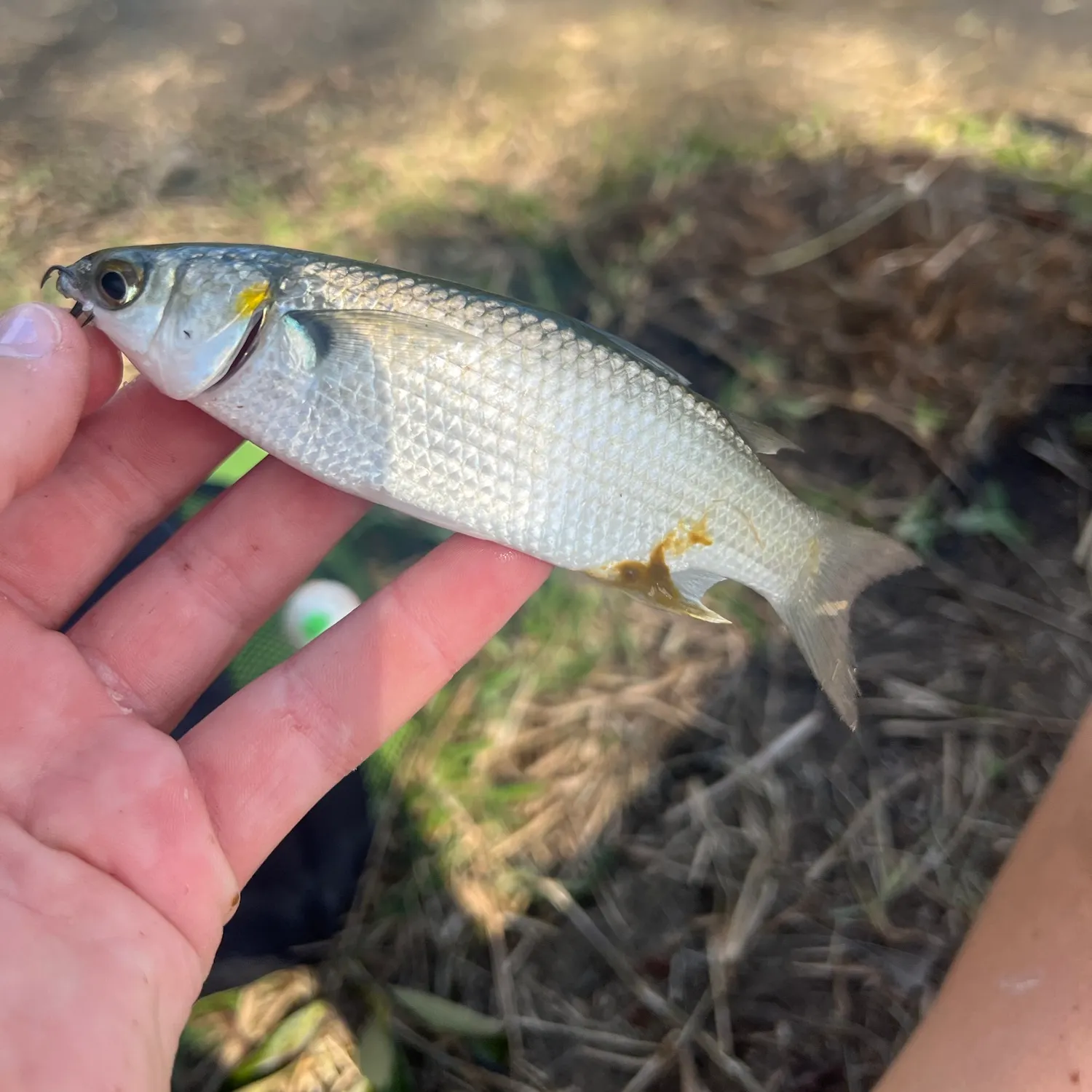 Striped mullet caught on Fishbrain
