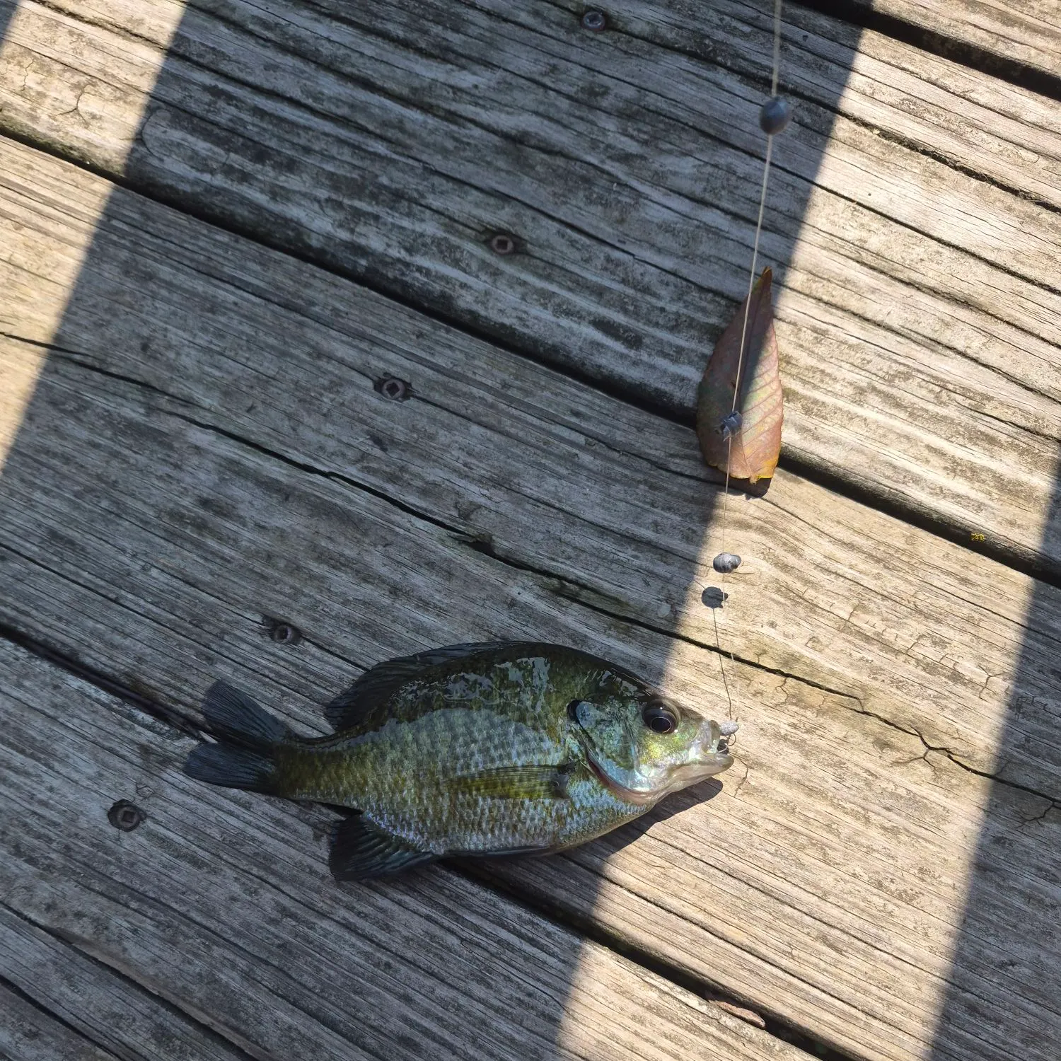 Bluegill caught on Fishbrain