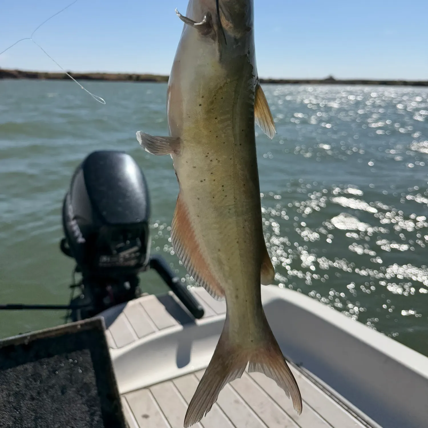 Channel catfish caught on Fishbrain