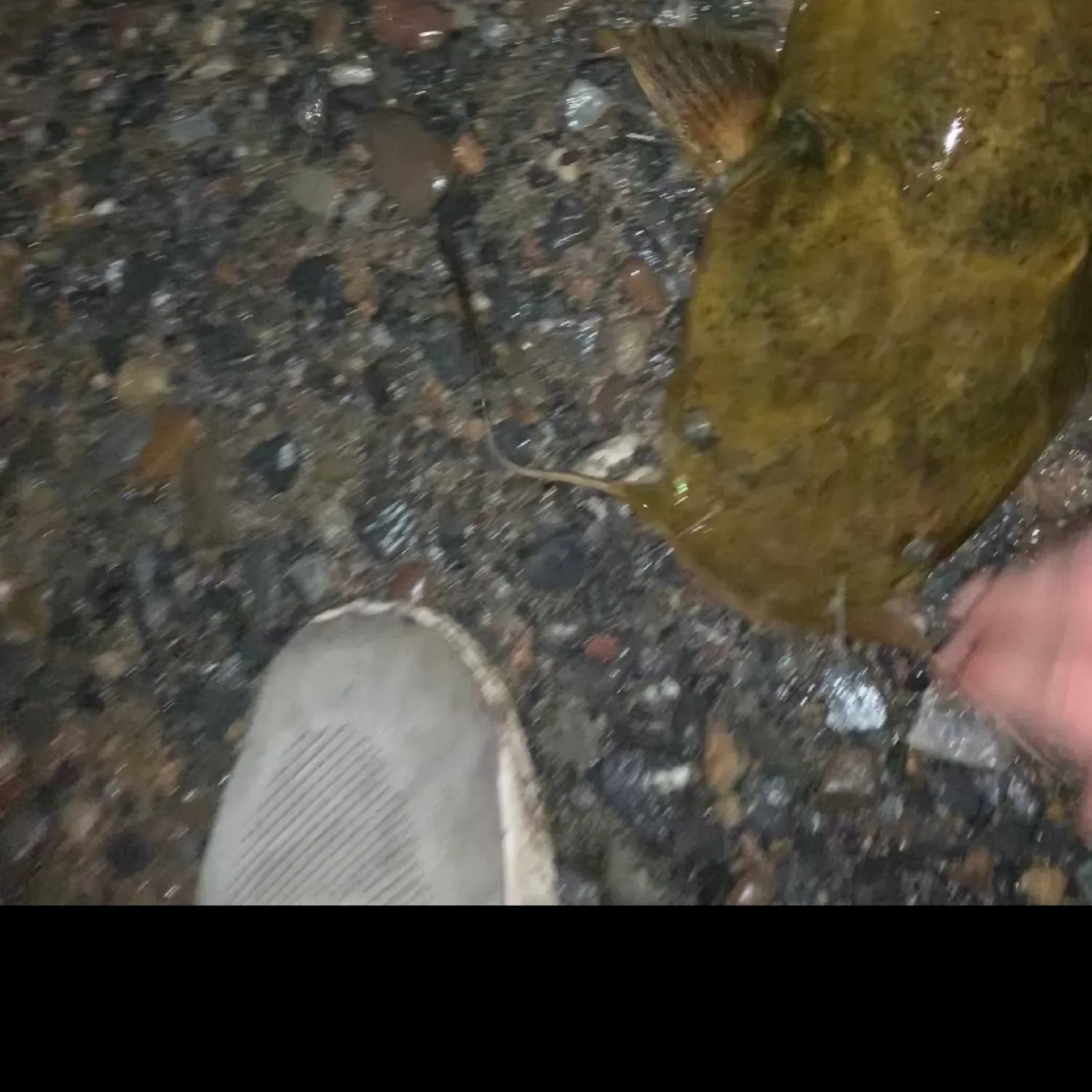 most liked catch image