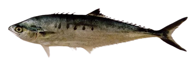 Needlescaled queenfish
