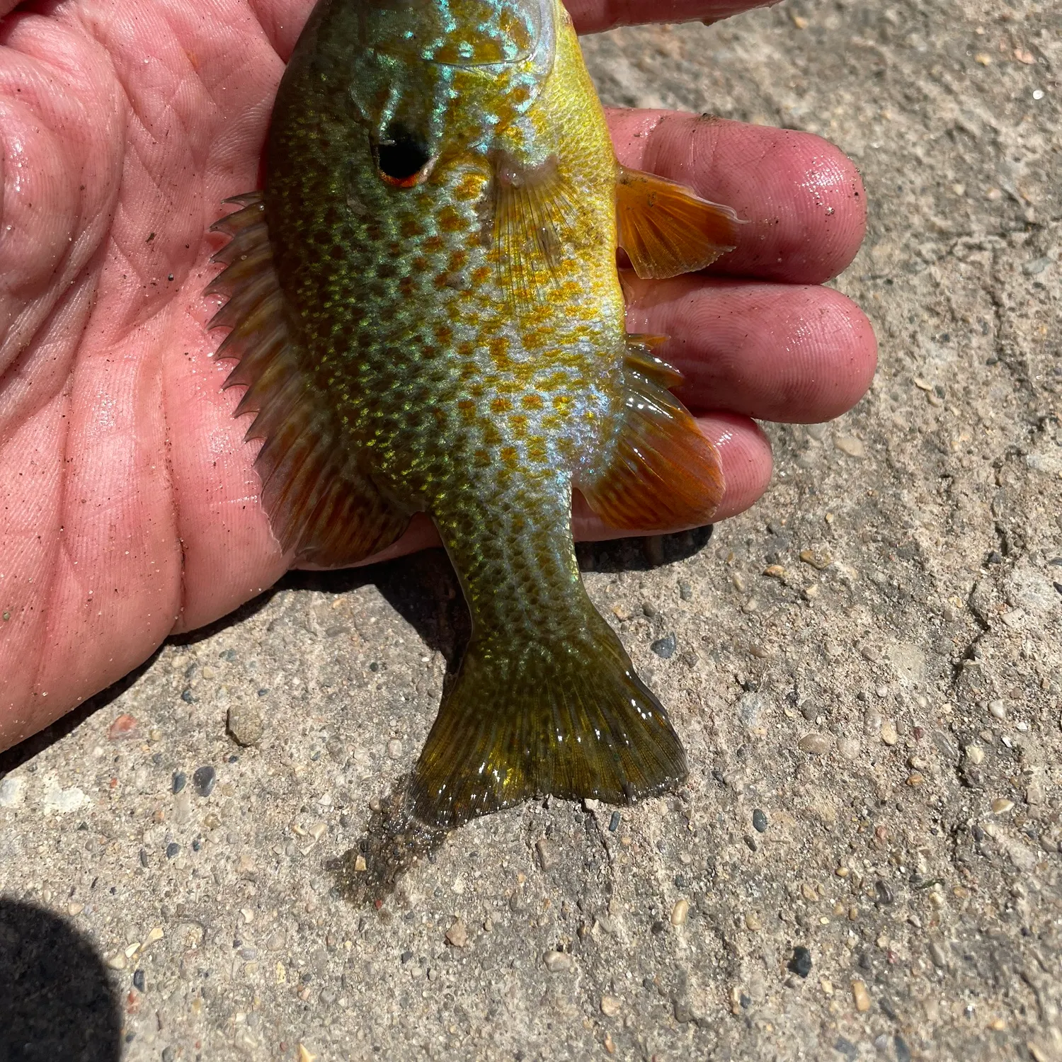 The most recent Pumpkinseed x green sunfish catches on Fishbrain