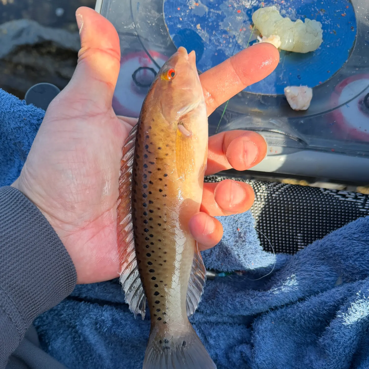 The most recent Rock wrasse catches on Fishbrain