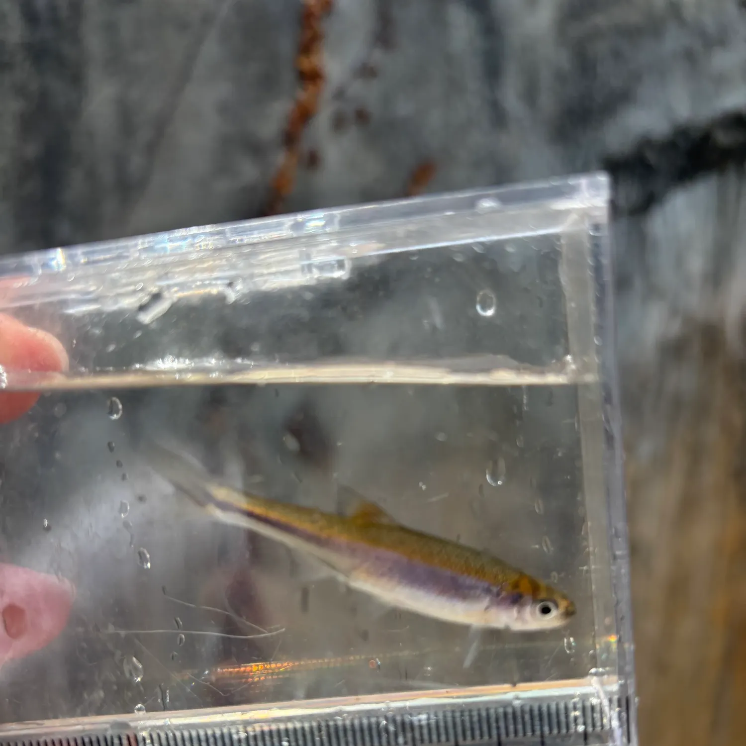 The most recent Tallapoosa shiner catches on Fishbrain
