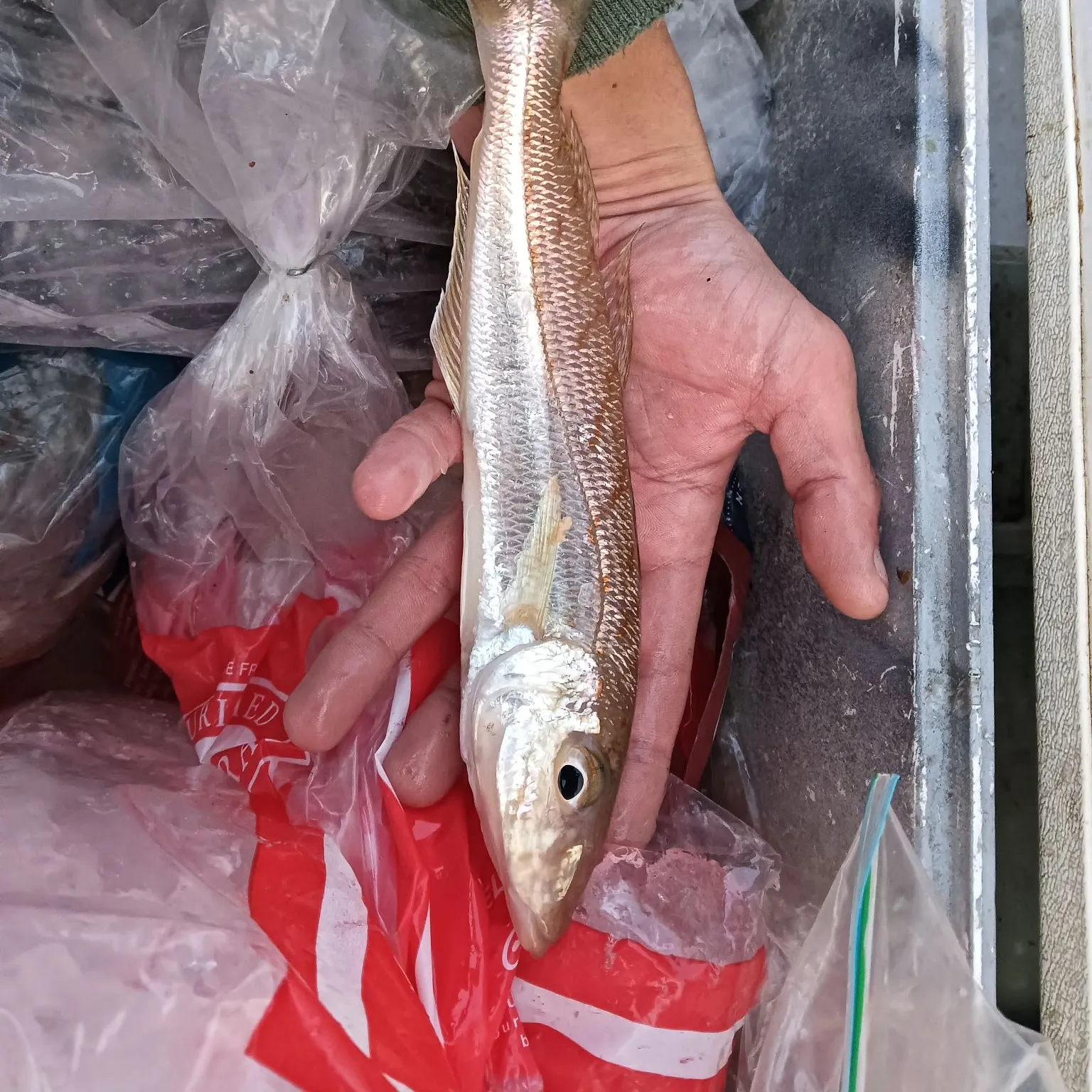 The most recent Yellowfin sillago catches on Fishbrain