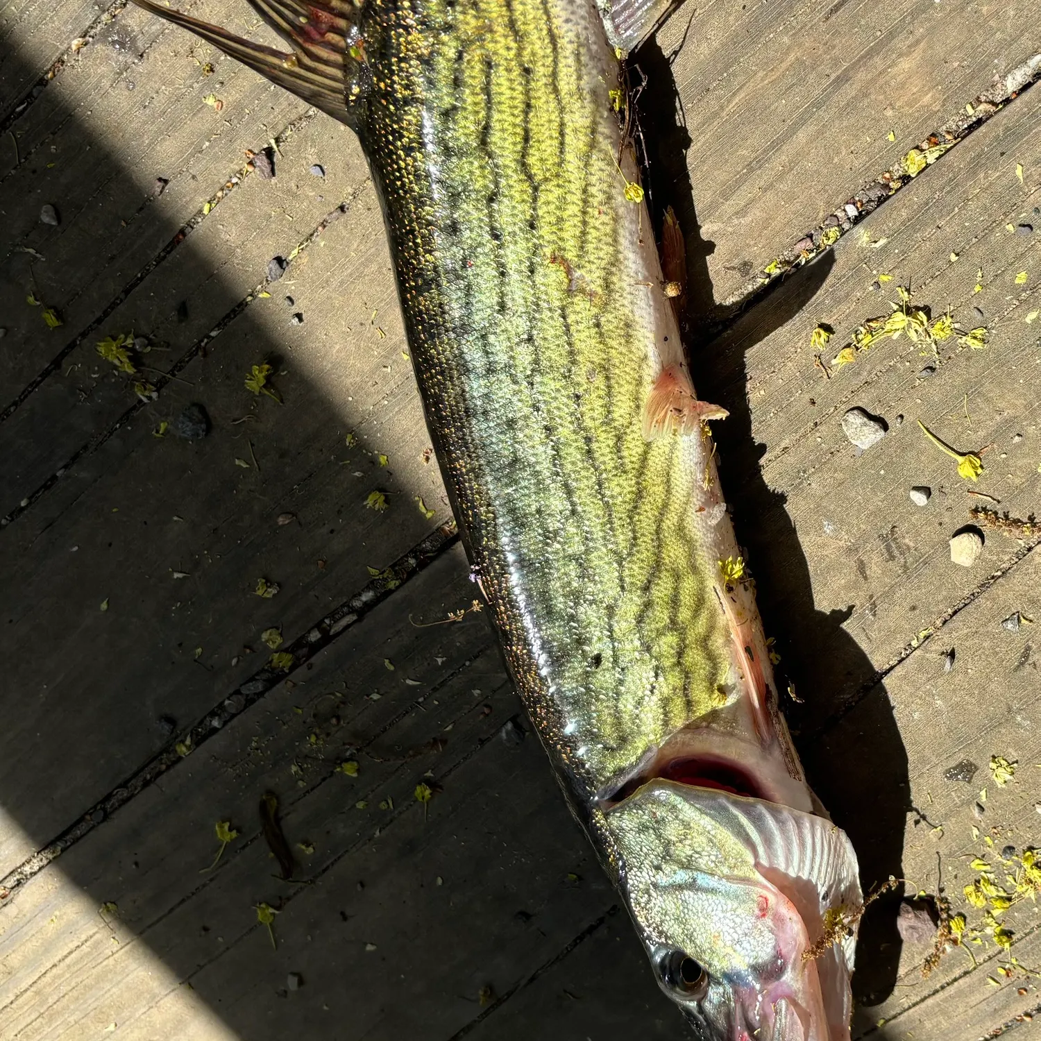 recently logged catches