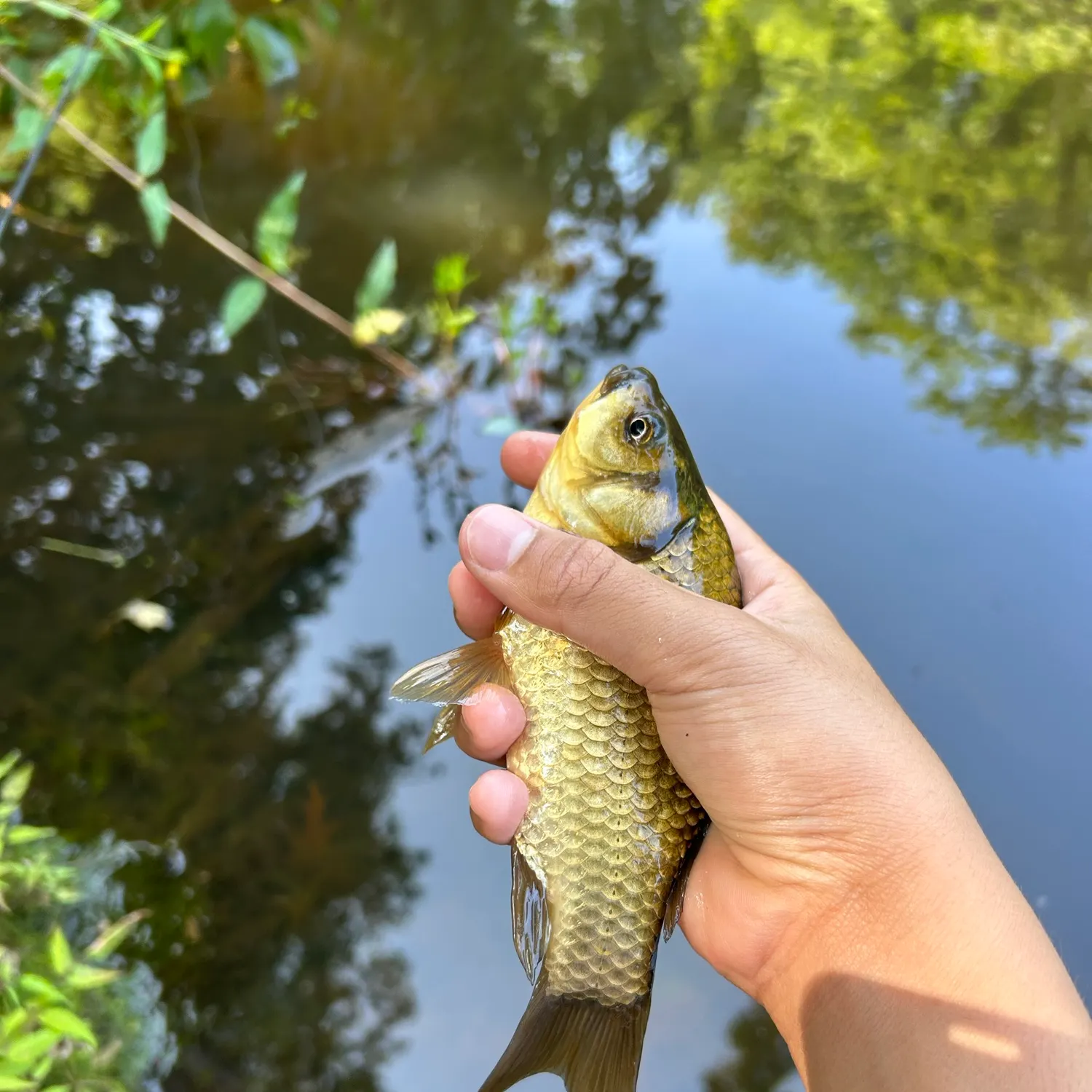 Goldfish caught on Fishbrain