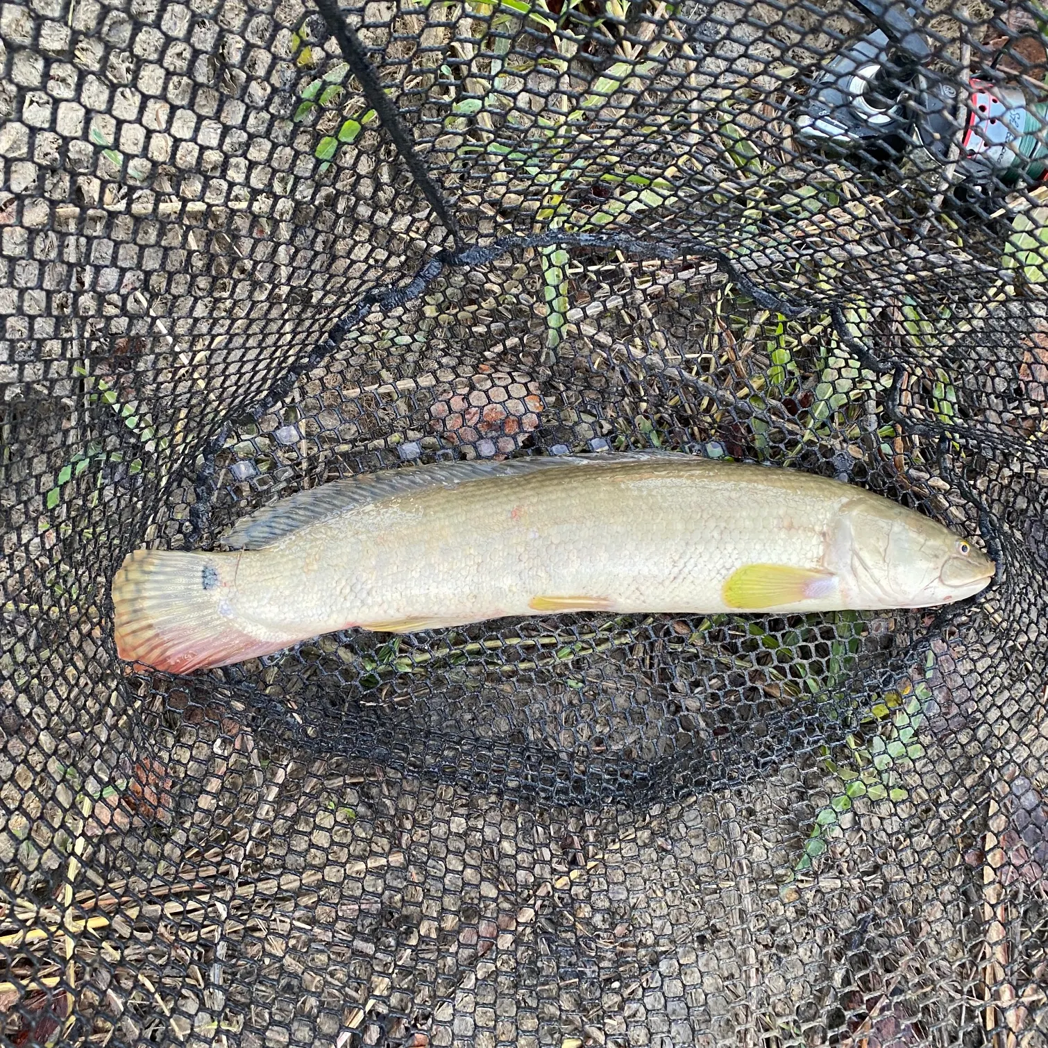 The most recent Eyetail bowfin catches on Fishbrain